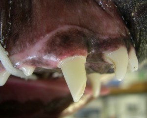 Prosthodontics_1